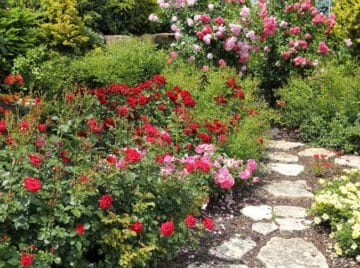 How To Grow Roses From Seed - The Simple Way That Works!