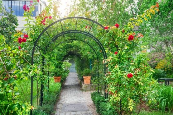 how-to-grow-climbing-roses-on-an-arch-a-prettier-petal