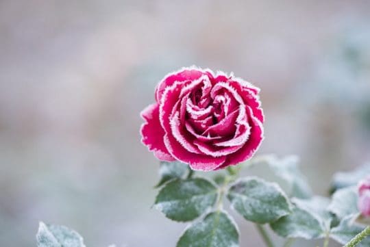 Can Roses Survive Winter In Pots? - Ultimate Cold Weather Guide!