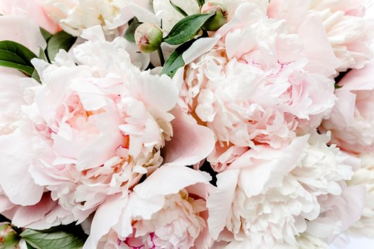 Can You Plant Roses and Peonies Together? - A Prettier Petal