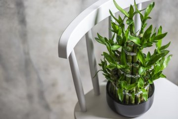 9 Cool And Easy Japanese Indoor Plants To Consider - A Prettier Petal