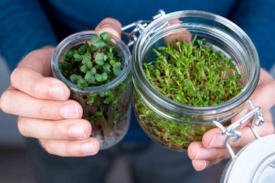 How To Grow Microgreens In A Jar: A Beginner’s Guide - A Prettier Petal