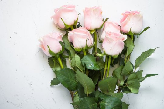 how-long-do-roses-last-plus-tips-to-keep-them-fresher-a-prettier