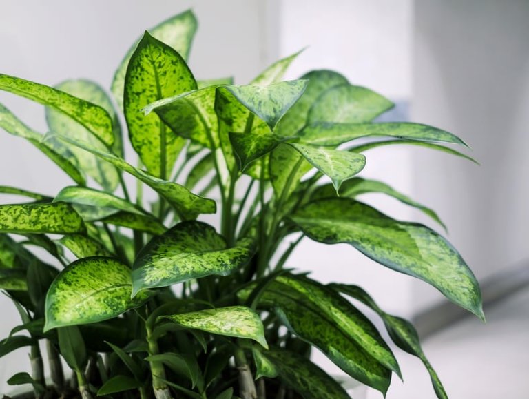 16 Incredible And Easy-To-Grow Indoor Tropical Foliage Plants For Your ...